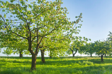 Orchard on a Hill Sunlit in Springtime
