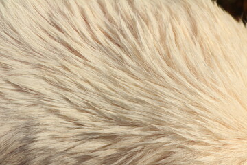 Close up on white dog hair