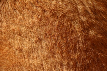 Close up on caramel dog hair