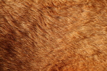 Close up on caramel dog hair