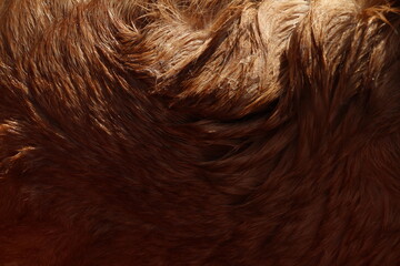 Close-up on caramel colored wet dog hair