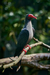 Vogelpark Walsrode