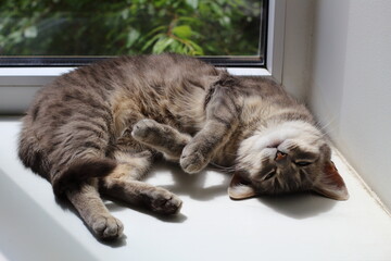 The cat lies on the windowsill with the sun