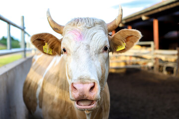 Head of a cow close-up