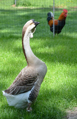 Höckergans - Ganter