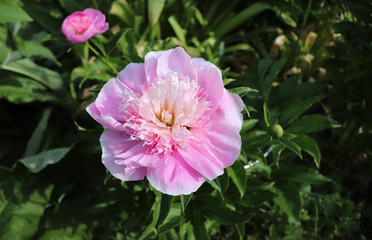 Fancy Nancy. Peony in the garden. Shot of a peony in bloom works perfectly with the green background. Spring background. Blooming, spring, flora. Flowers photo concept.Greeting cards.