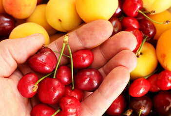 close-up red ripe cherries in hand