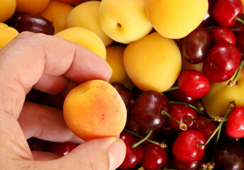 close-up ripe apricot in hand