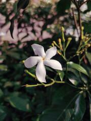 Close up picture of crepe jasmin 