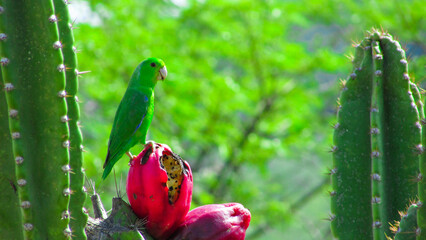 Vibrant Green Parakeet (Forpus sp. or similar) Feeding on Ripe Mandacaru Cactus Fruit (Cereus jamacaru)