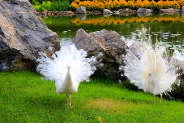2 young peacock spread its tail on grass. White peacock dance a marriage dance, show feather in park, zoo - Powered by Adobe