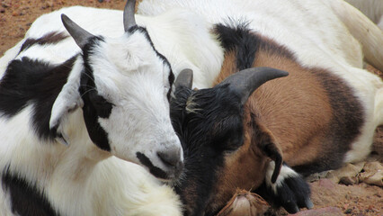 female goat with her cub making semi adult in a seena of tenderness and warmth