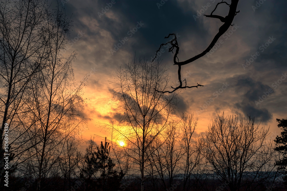 Wall mural silhouettes of trees against the background of an autumn sunset. twining branches against the backgr