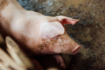 adorable farming pig