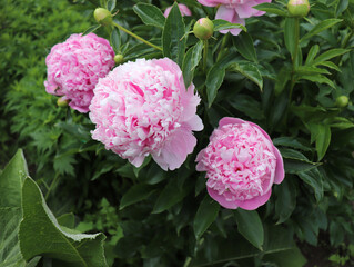 Lady Anna. Peony in the garden. Shot of a peony in bloom works perfectly with the green background. Spring background. Blooming, spring, flora. Flowers photo concept.Greeting cards.
