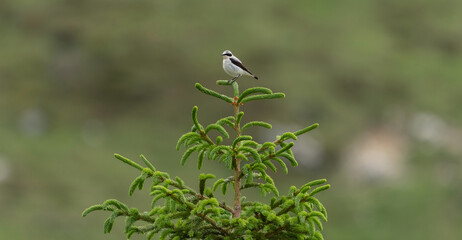 A bird on top of the tree.