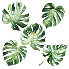 Fototapeta Monstera leaves watercolor clipart,  cheese plant exotic tropical greenery, graphic assets,600 dpi obraz