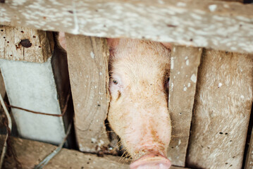 adorable farming pig