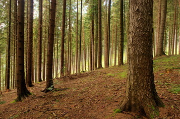 Forest panorama. Beautiful fantasy forest with mystical atmosphere. Fairy tales forest. Slovakia, Liptov nature view.




