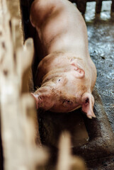 adorable farming pig