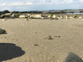 Closeup view of ground level perspective of sea sandy morph with rocky seaside background