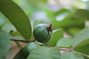 Fresh guava on garden, little guava hanging on tree