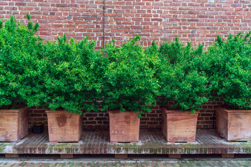 Green leaves of shrubs in raindrops against the background of a vintage red brick wall grow in large ceramic pots outdoors, Italian gardening
