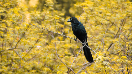 Black bird in the background orange leaf forest
