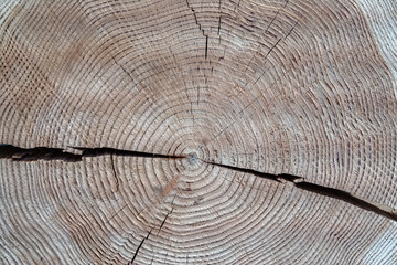 Light wood with annual rings after a cross-section through a tree