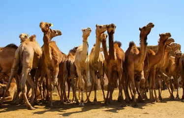 Fotobehang A herd of camels in market of camels,Egypt © Amar