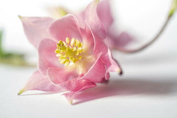 Macro photo of pink aquilegia flower on a white background. Festive floral background in pastel colors.