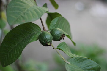 Unripe guava in the garden, little guava hanging on a tree