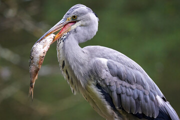 Wildtierpark Lueneburger Heide