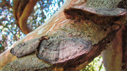 tree trunk with mushrooms