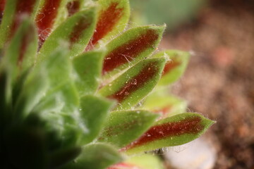 Sempervivum arachnoideum KRAMER'S SPINRAD Rojnik pajęczynowaty succulent © Perovskia