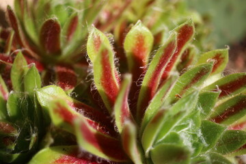 Naklejka na ściany i meble Sempervivum arachnoideum KRAMER'S SPINRAD Rojnik pajęczynowaty succulent