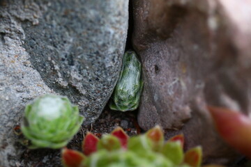 Sempervivum arachnoideum KRAMER'S SPINRAD Rojnik pajęczynowaty succulent