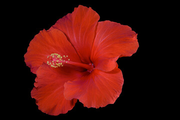 Close-up of red hibiscus flower
 on black background