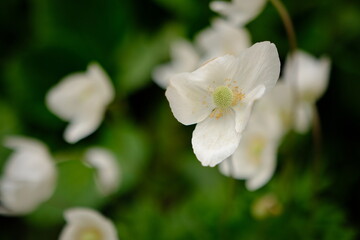 Close up of white windflower, Anemone 'Wild Swan'. Bright yellow centre with pale pink tinged petals. Focus on foreground bloom. Blurred background.