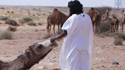 Tuareg nomads leading a camel in the Sahara Desert, Morocco.