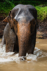 Medium shot photo of an elephant from the front walking inside the water in the jungle of Thailand