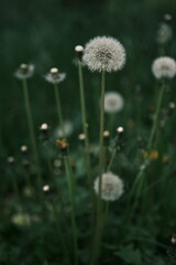 Closed Bud of a dandelion. Dandelion white flowers in green grass. High quality photo