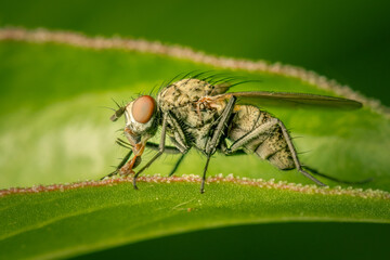 Female coenosia sp. fly resting on a peoni leave