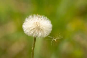 Coltsfoot flower with seed departing with its pappus