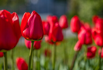 close-up of blooming red tulips. tulip flowers with deep red petals. forming flower arrangement background