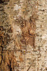 brown texture of the bark of an old tree close-up