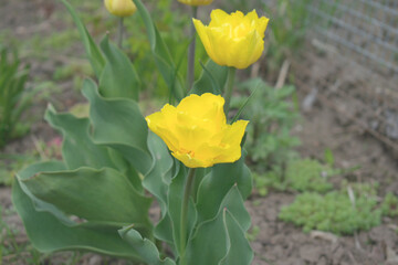 blurred photo of yellow tulips, close-up as texture for background