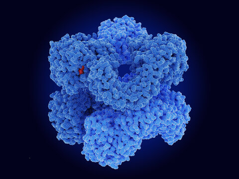 The NLRP3 inflammasome (hexamer)