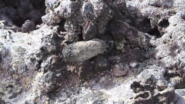 Sea Slug at low tide running on rocks looking for food, Masirah Island, Sultanate of Oman, Middle East, Arabian Peninsula