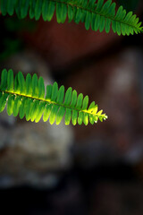 Leaves Tropical forest trees texture background wallpaper